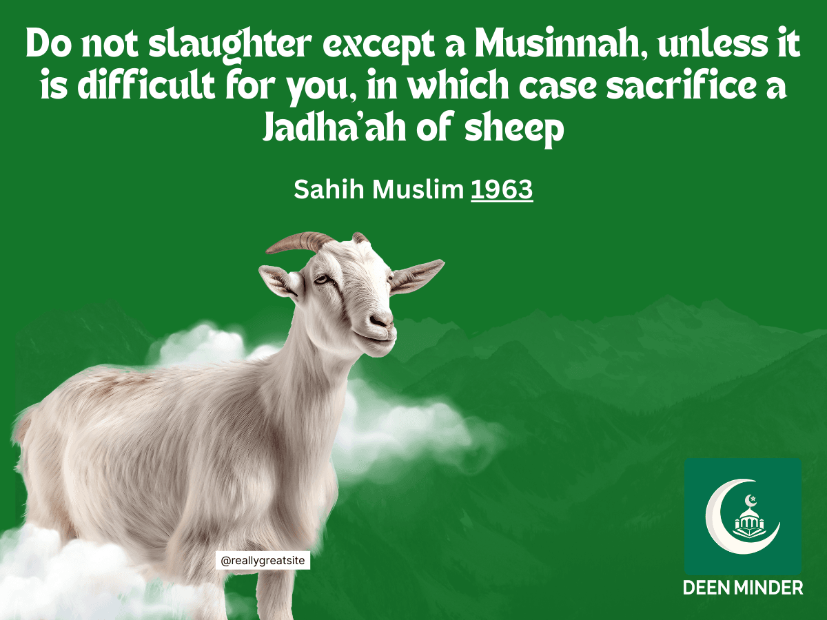Qurbani, required age of animals for sacrifice, age of sacrificial animals, 